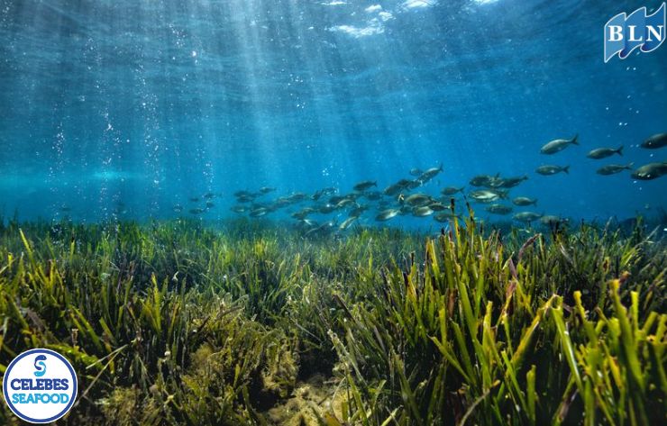 The importance of seagrass for marine ecosystem habitats